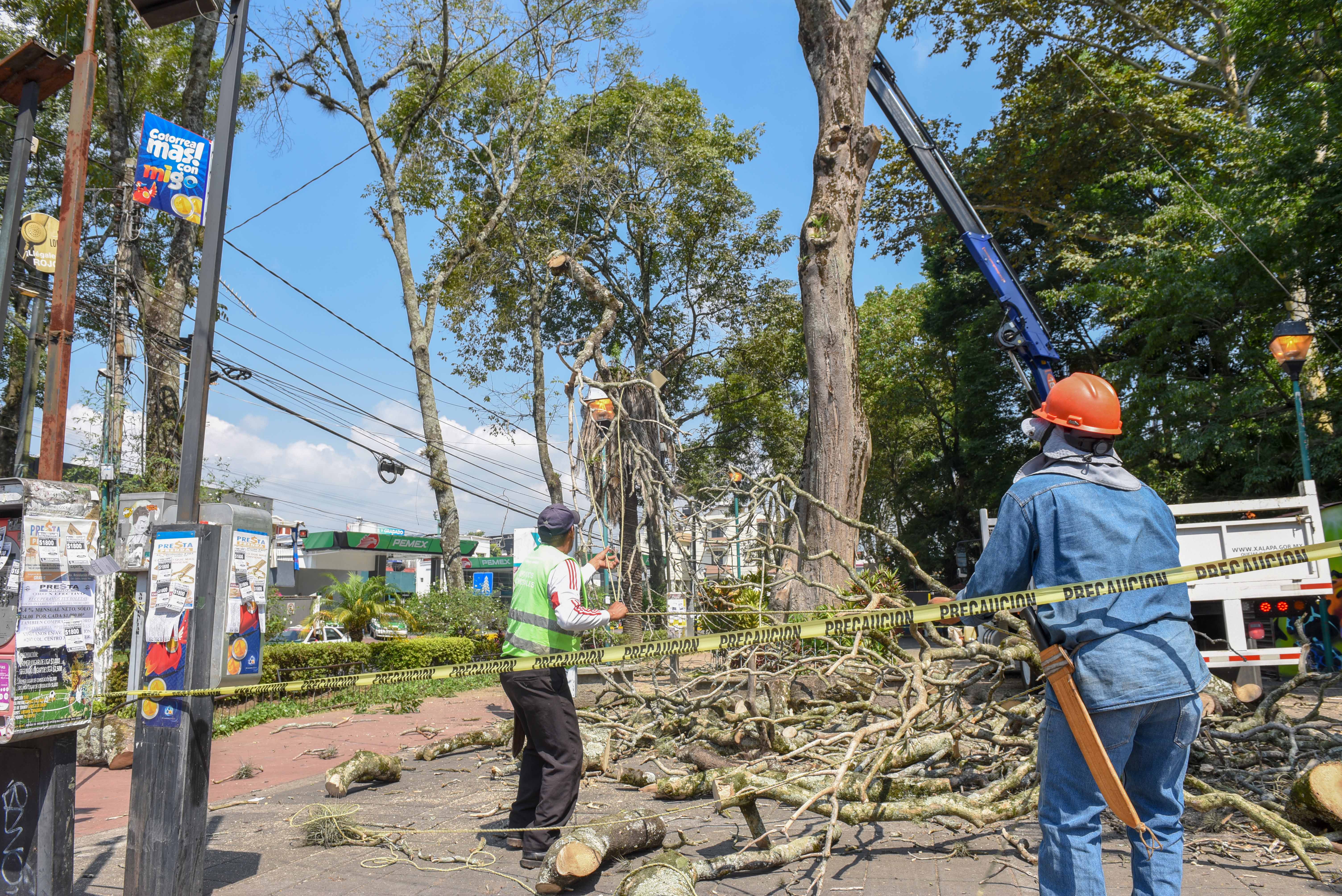 Retiran «Tulipán Africano» de Los Tecajetes
