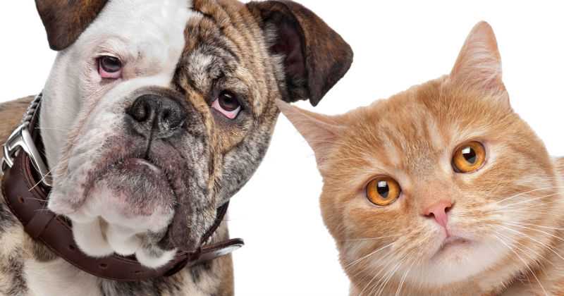 Por entregar estadísticas de enfermedad transmitida por gatos y perros a humanos