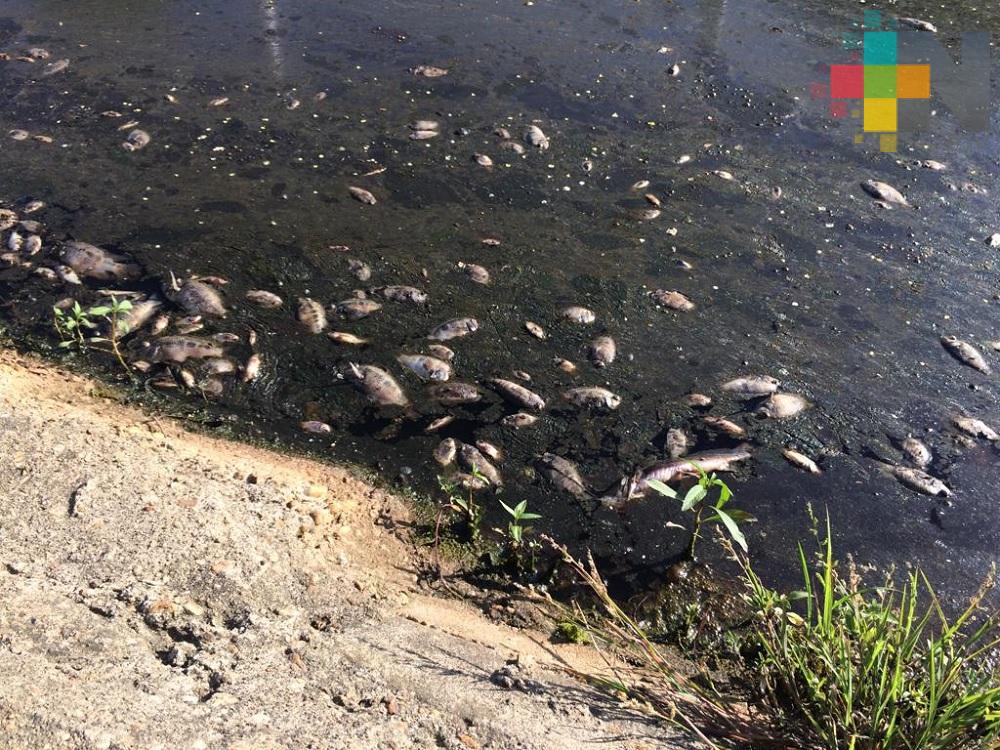 Aparecen peces muertos en afluente de la colonia La Candelaria de Nanchital