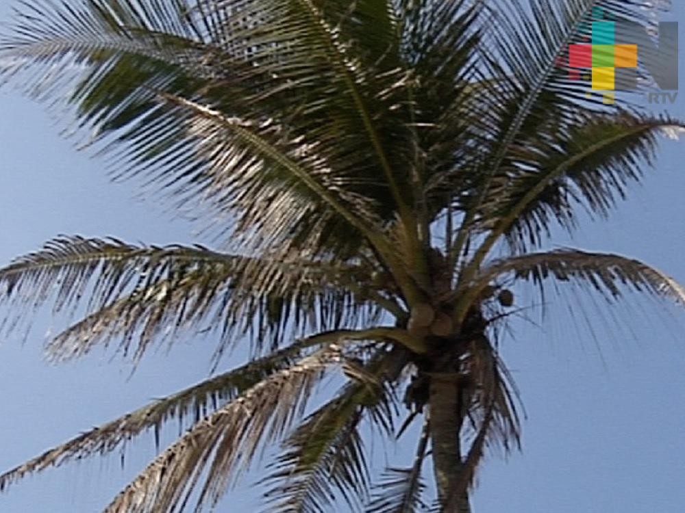 Autoridades de Coatzacoalcos buscan incentivar la producción del coco