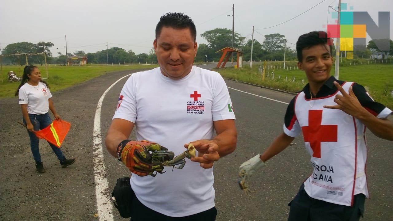 Inicia migración del cangrejo azul en zona costera de Veracruz