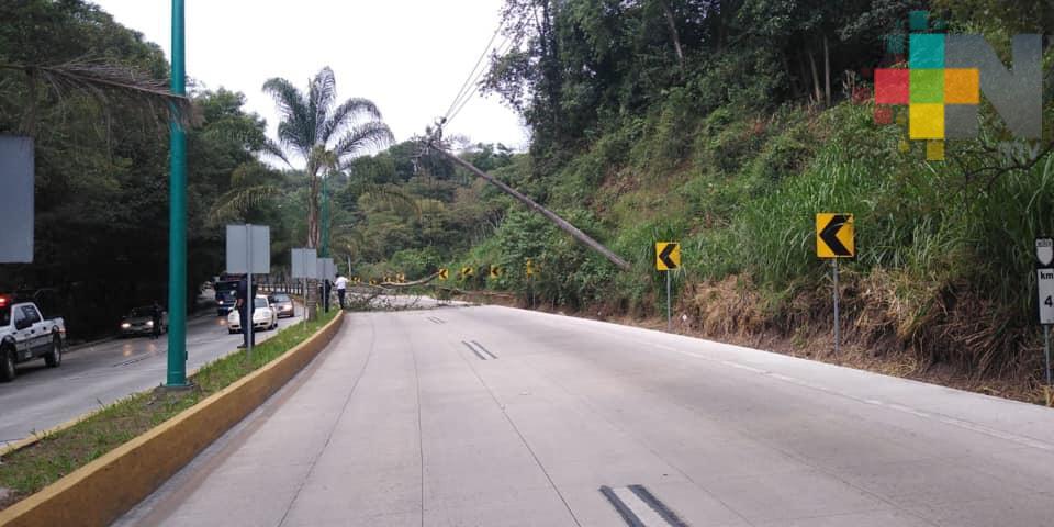 Carretera Xalapa-Coatepec permaneció cerrada por caída de ramas y un poste de CFE