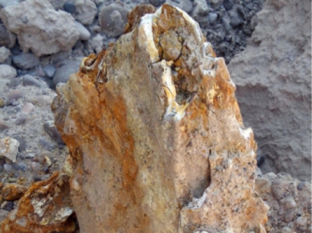Dan a conocer hallazgo de restos de un mamut en Puebla