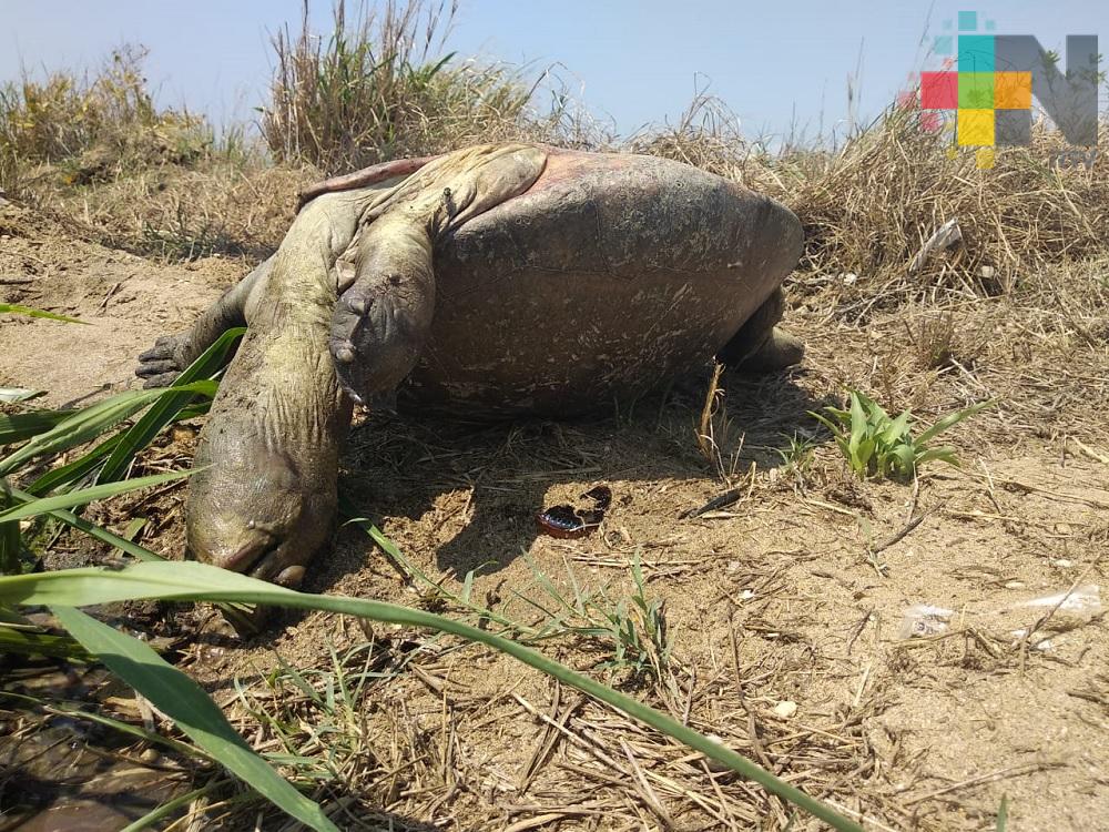 De nueva cuenta aparece tortuga muerta en Coatzacoalcos