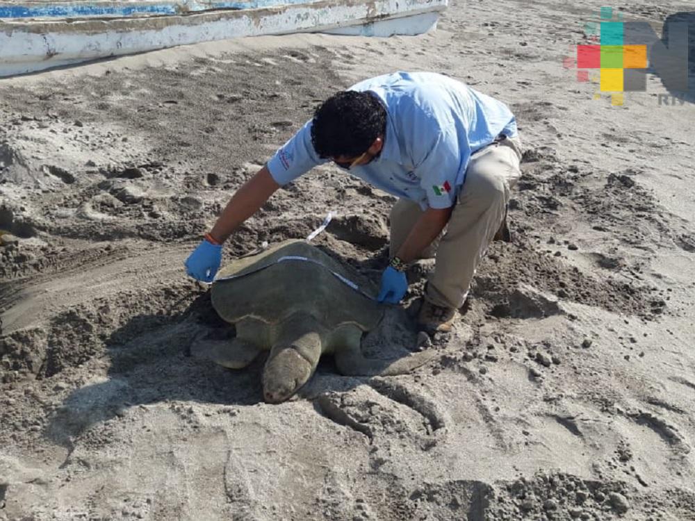 Encuentran tortuga muerta en playa Martí del puerto de Veracruz