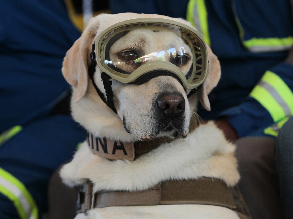 CNPC reconoce la importante labor de los perros en la Protección Civil