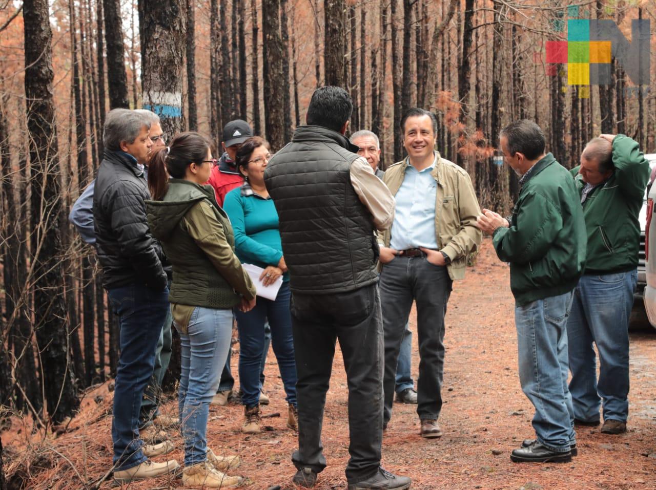 Pone Gobernador en marcha programa de reforestación en Las Vigas