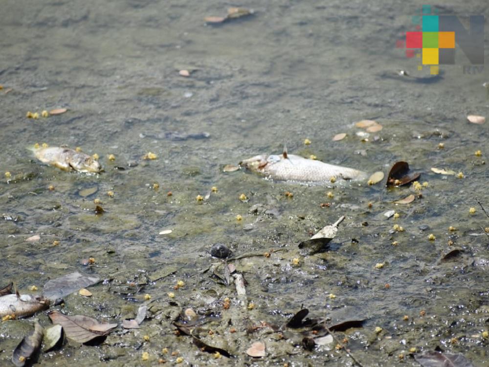Autoridades sanitarias realizan investigación por mortandad de peces en lago de Tantoyuca