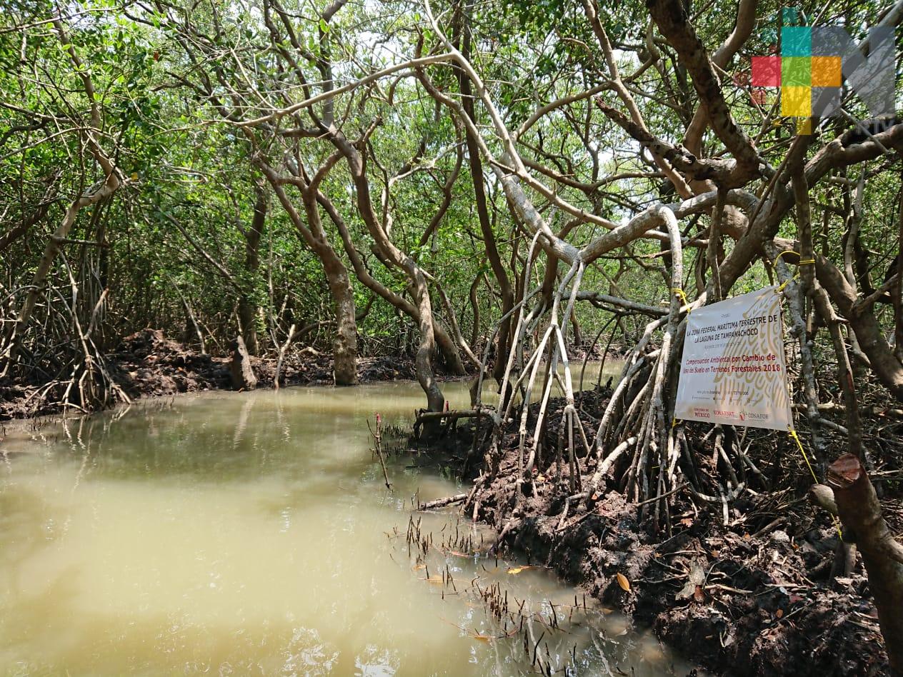 Ecomare trabaja en la conservación y reforestación de la zona de manglar de Boca del Río