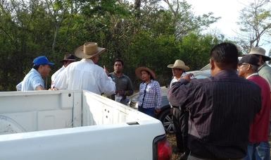 Realizan muestreo para determinar la posible causa de los decesos de monos aulladores en Veracruz