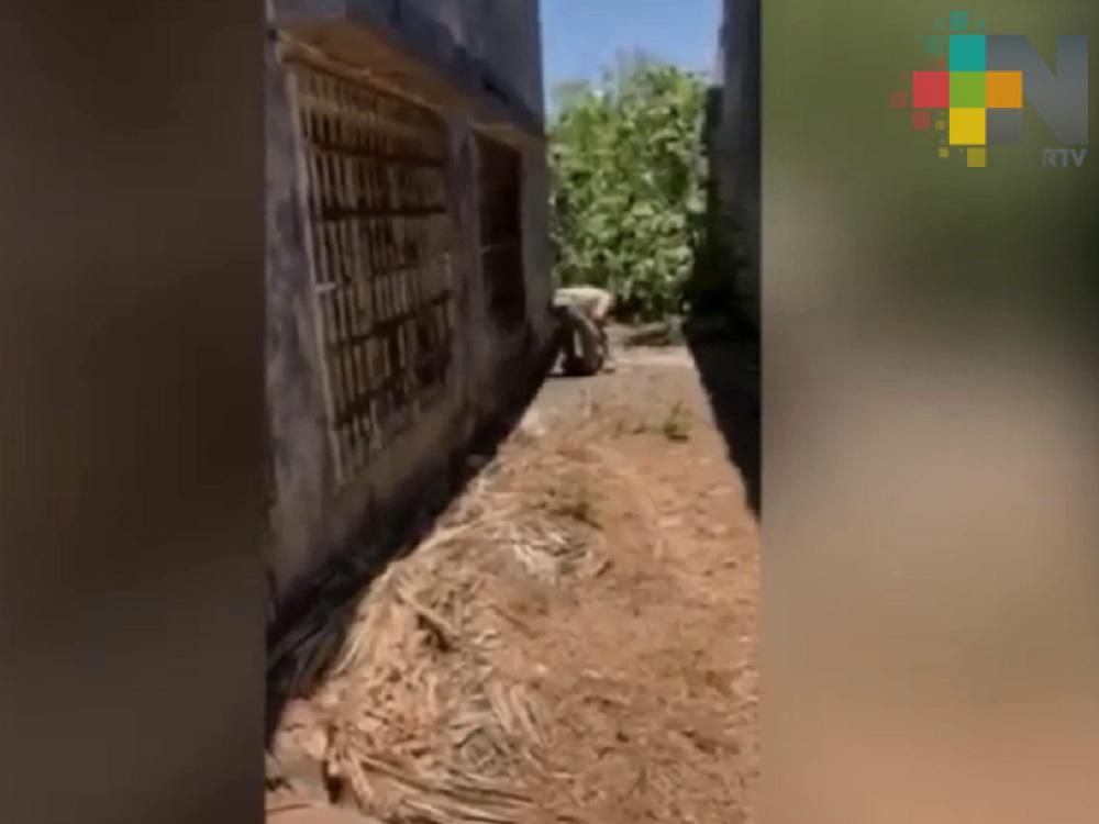 En próximos meses se conocerá la sanción a dueño que ahorcó a perro