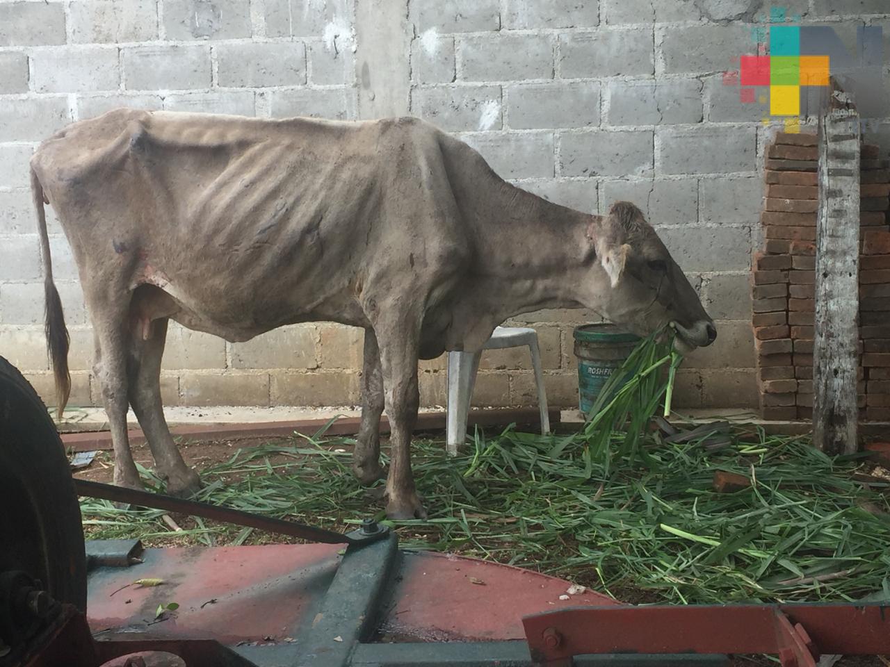 Vaguada monzónica revertiría efectos de la sequía