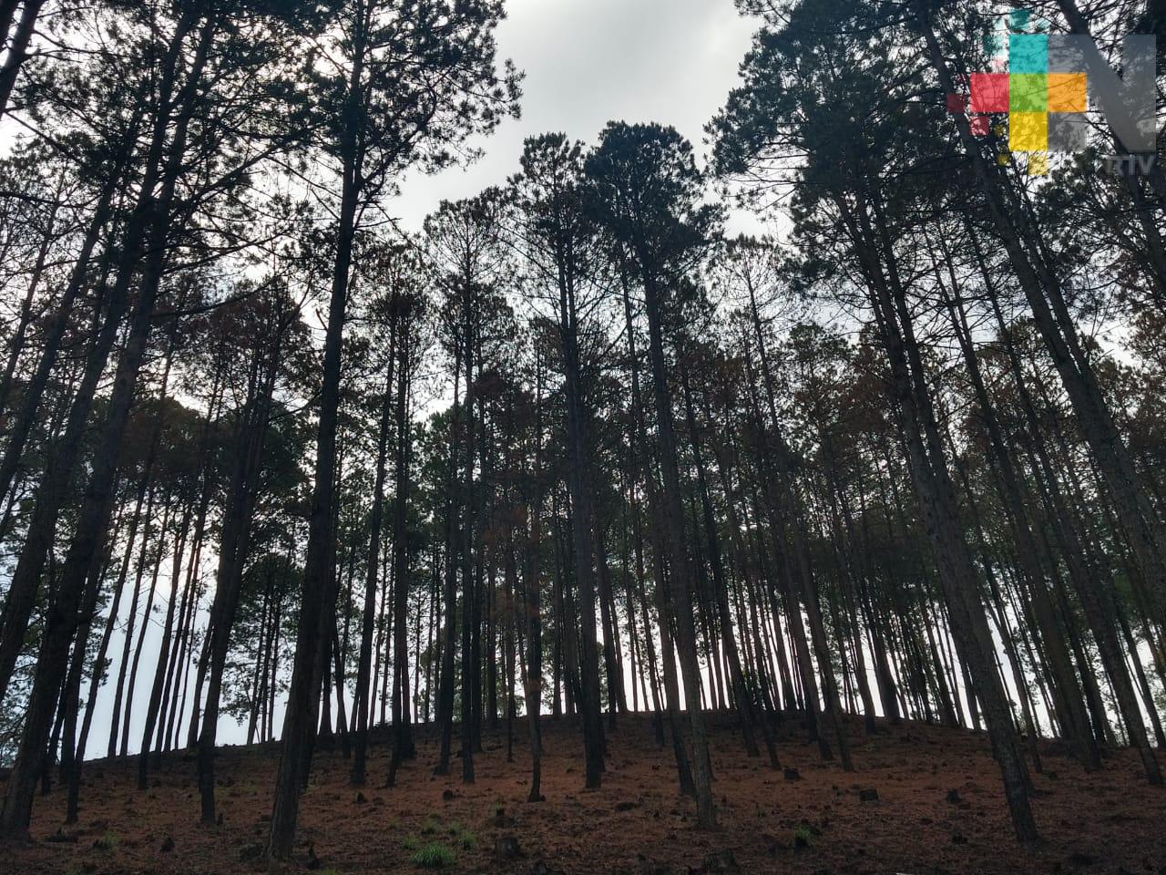 Prevalece robo «hormiga» de árboles en Las Vigas