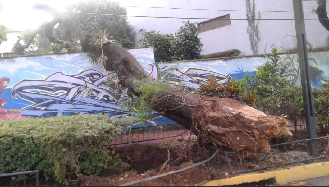 Árbol caído en Ávila Camacho