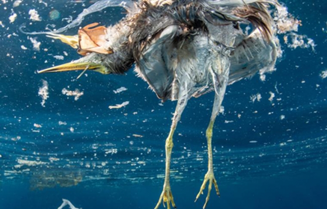 Pide Greenpeace prohibir plásticos de un solo uso en México