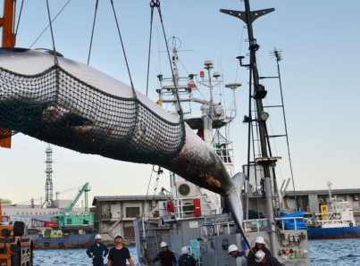 Comienza la caza de ballenas frente a la costa norte de Japón