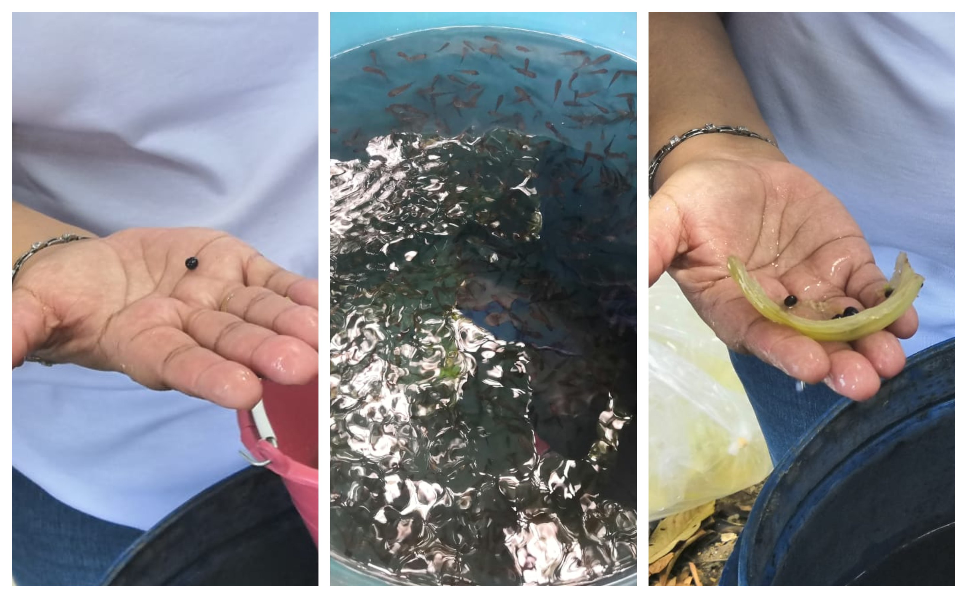 Liberan crías de Tilapia y de Tegogolos en laguna de Catemaco