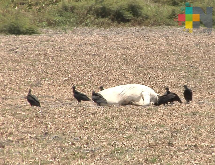 Más de 100 reses murieron a causa de la sequía en la región de Coatzacoalcos