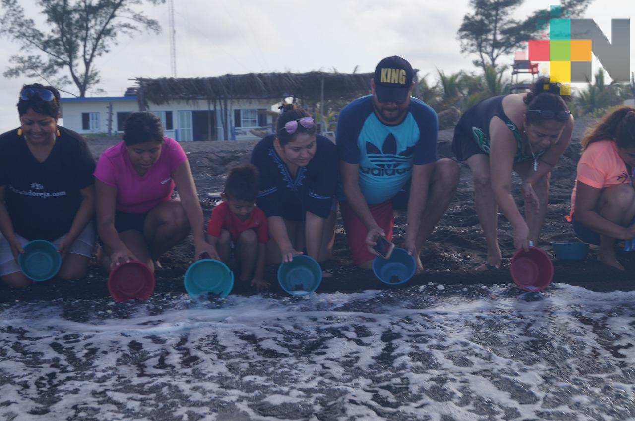 Disminuye en 90% el número de tortugas que arriban en costas veracruzanas