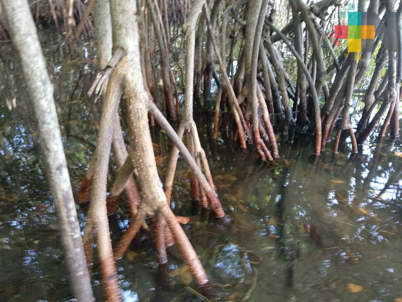 Reserva de mangle en Alvarado es el tercer sistema lagunar del país: Conafor