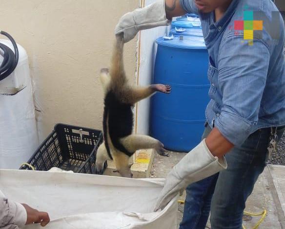 Rescatan oso hormiguero encontrado en fraccionamiento de Alvarado