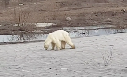 Osa polar que vagaba en las calles, a salvo en zoológico