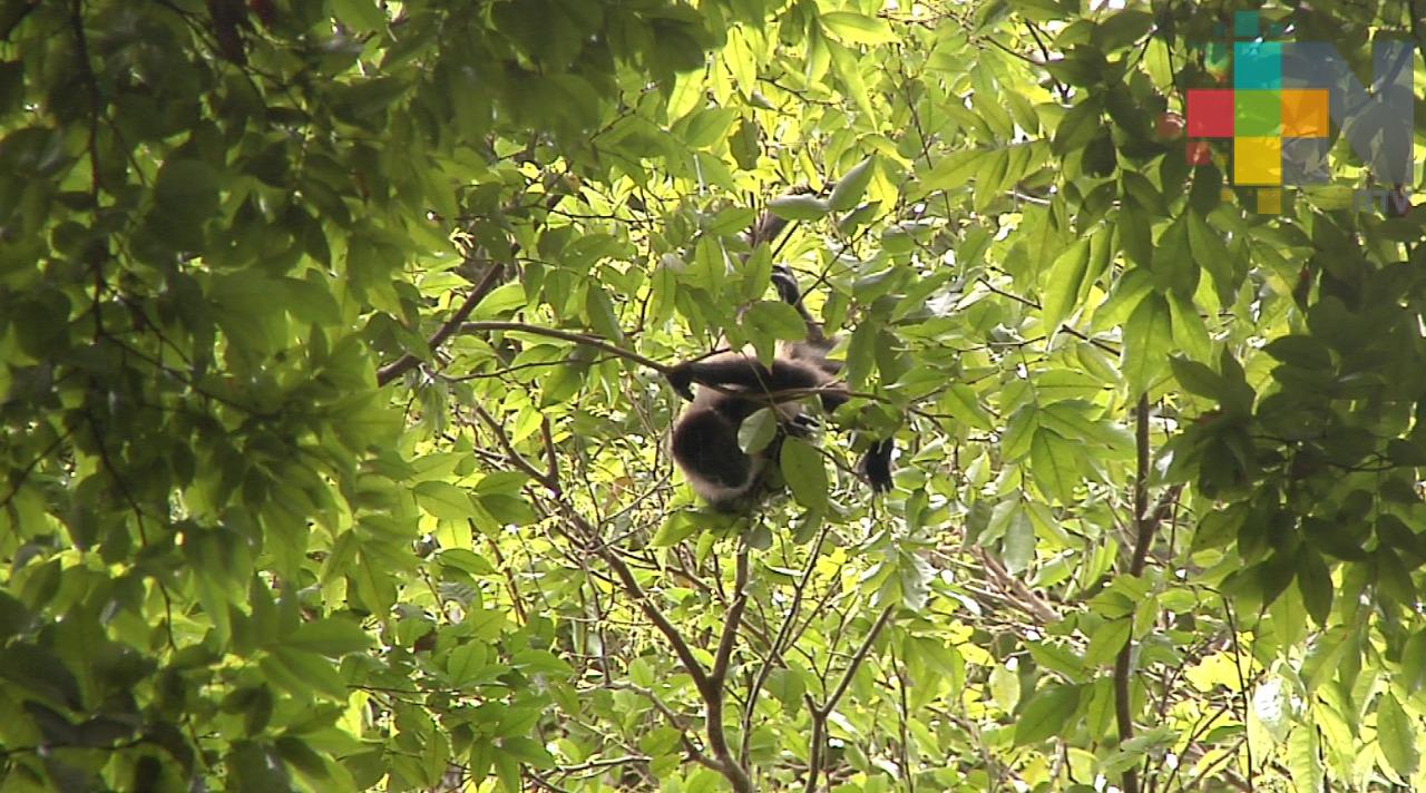 Semarnat informa sobre acciones preventivas para atención a monos
