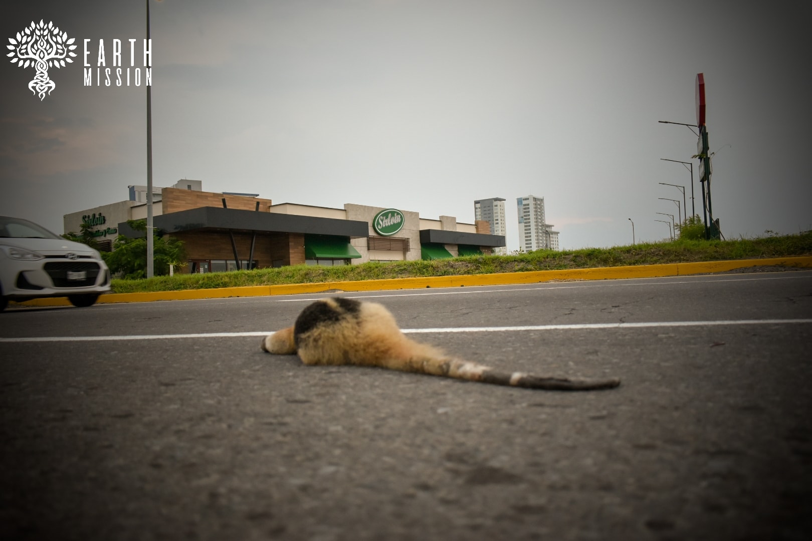 Proponen construcción de pasos de fauna para prevenir atropellamientos de animales