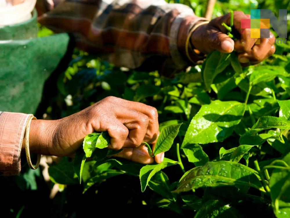 Impulsa Gobierno de México nuevos mercados agroalimentarios en África