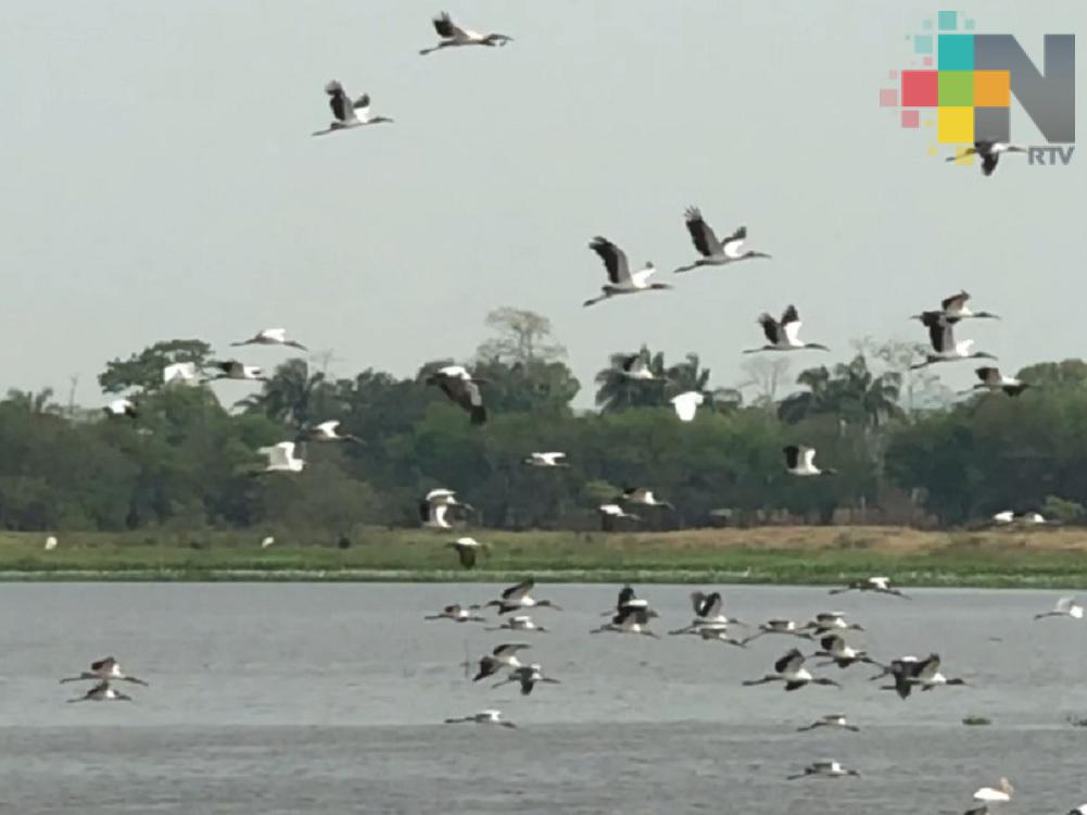 Aves engalanan paisajes rurales de Minatitlán, Hidalgotitlán y Catemaco