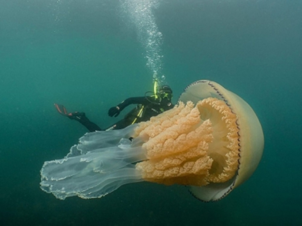 Bióloga comparte imágenes de medusa gigante