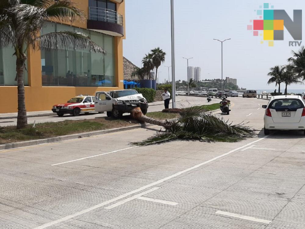 Choca camioneta contra palmera en bulevar Ávila Camacho de Boca del Río