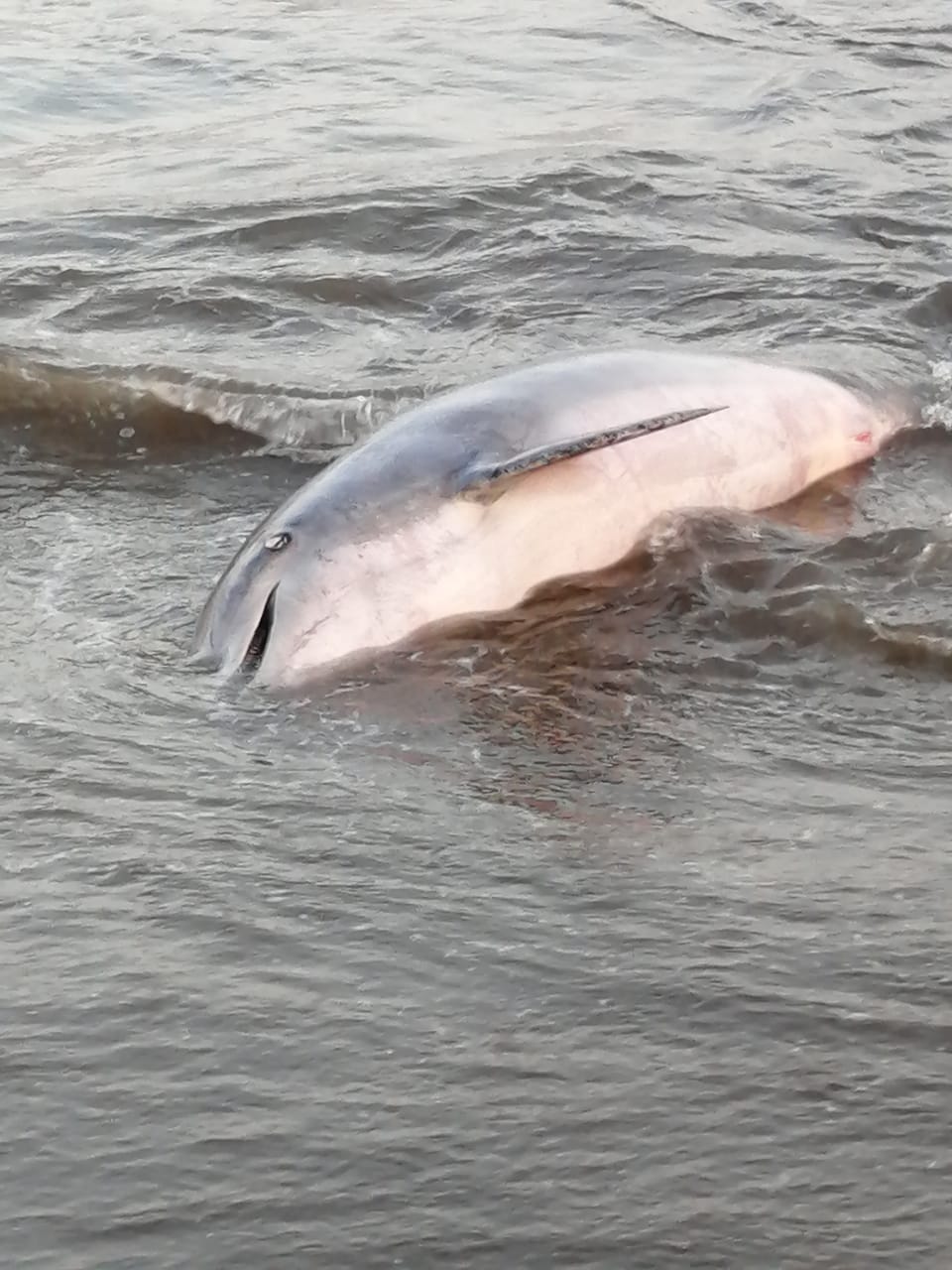 Hallan muerto a delfín nariz de botella, en playas de Alvarado