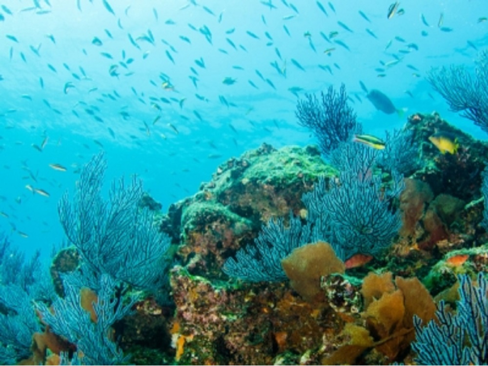 Descubren investigadores cinco nuevos arrecifes en el Golfo de México