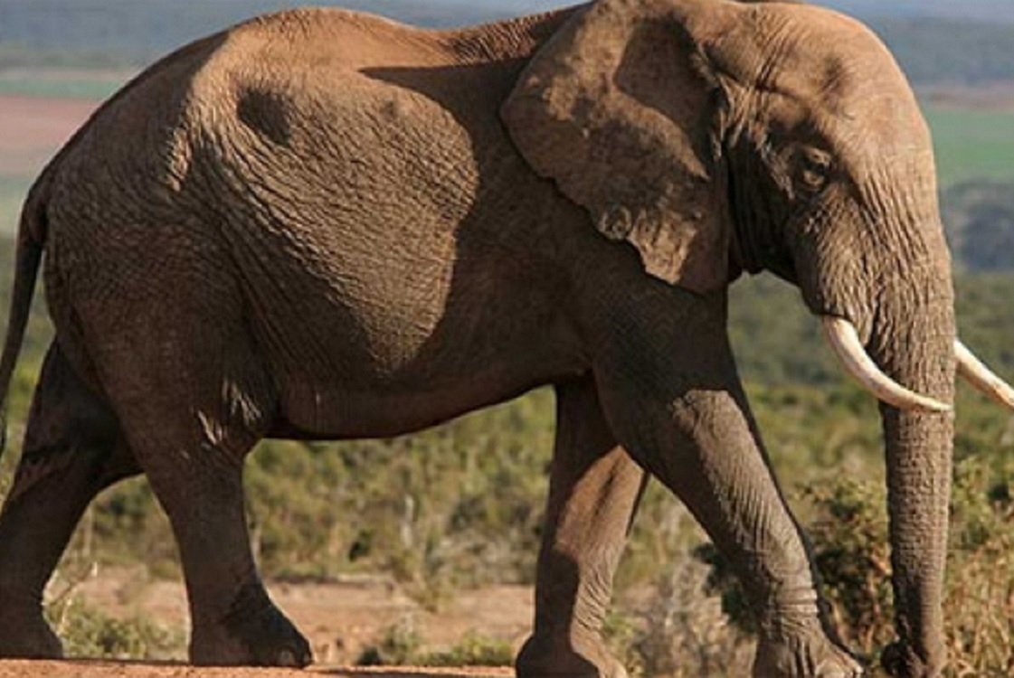 Elefantes africanos de bosque son aliados contra el cambio climático