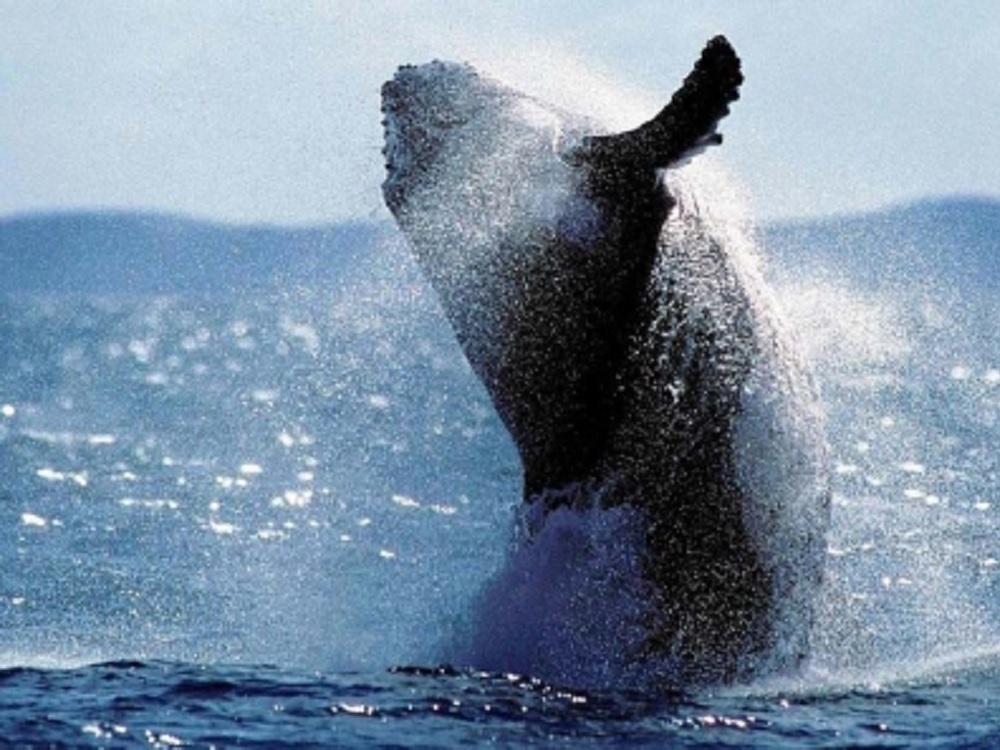 Japón reanuda la captura comercial de ballenas