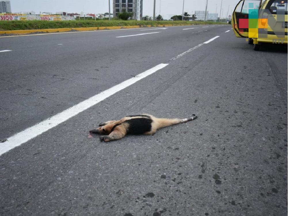 PMA investiga muerte de oso hormiguero en carretera Boca del Río-Antón Lizardo
