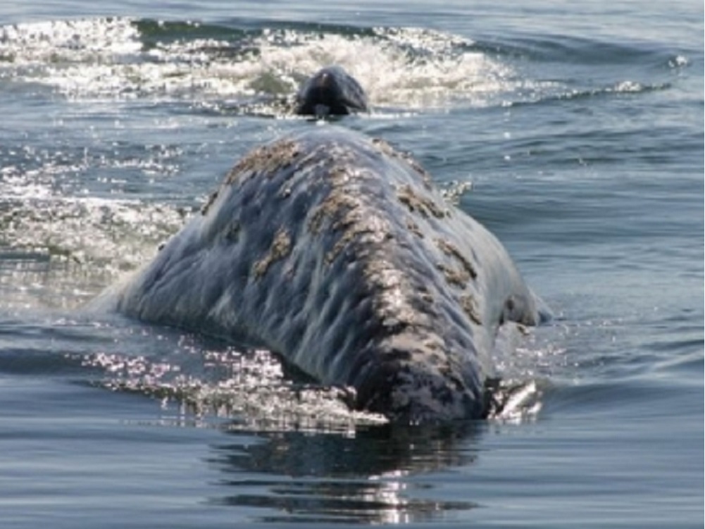Por posible desorientación, mueren unas 50 ballenas en playa en Islandia