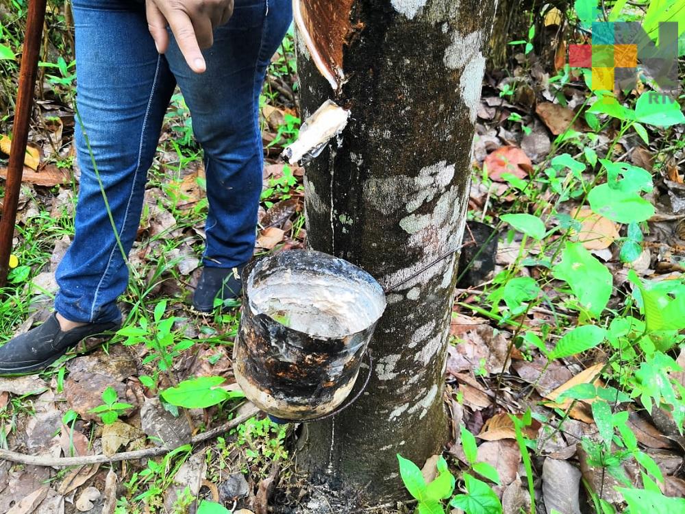 Producción de látex, principal ingreso de comunidad de Minatitlán