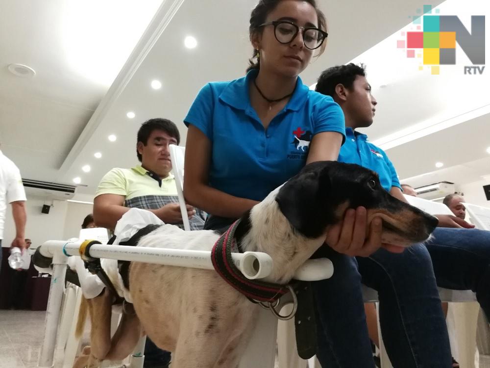 Protectores de animales en Coatzacoalcos consideran se debe atender denuncias de maltrato de mascotas