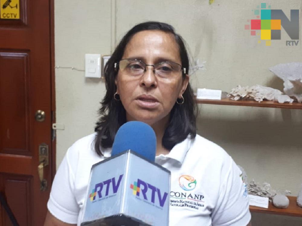 Sin detectarse depredación de nidos de tortugas ni de especies: Sistema Arrecifal Veracruzano