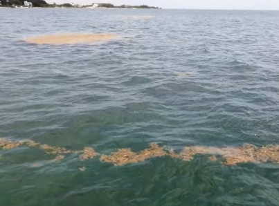 Arriba alga verde a playas de Boca del Río