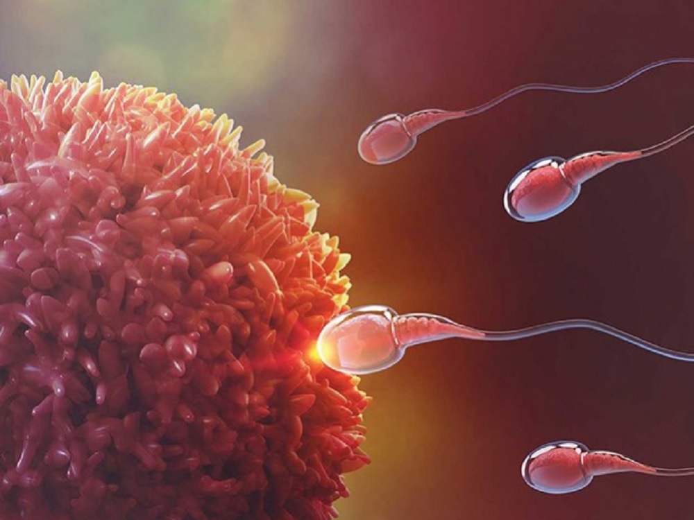 UNAM estudia espermatozoide en 3D para mejorar la fecundación