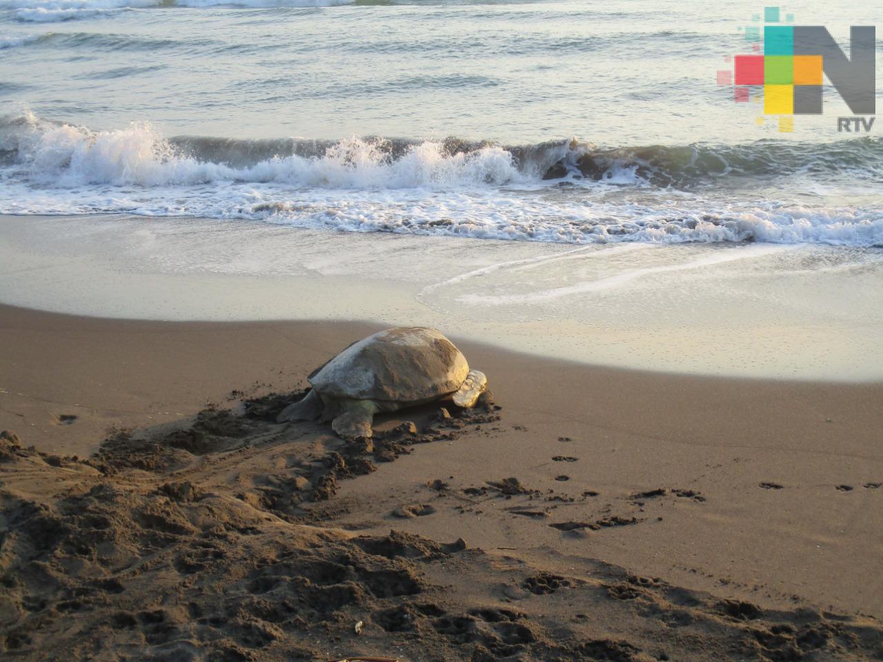 Refuerzan vigilancia por anidación de tortugas en playas de Nautla y Vega de Alatorre