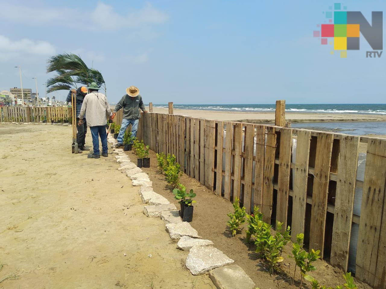 Inició siembra de árboles en malecón de Coatzacoalcos