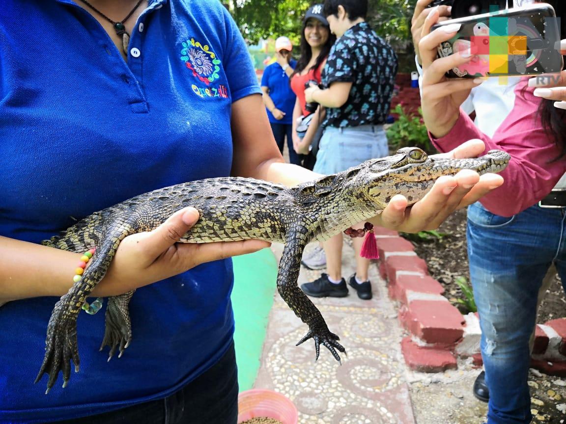 ¿Un cocodrilo como mascota? Tenerlo en casa afecta la salud del reptil