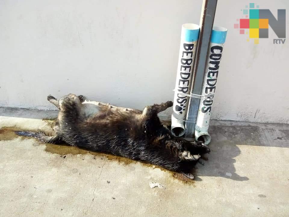 Desmienten envenenamiento de animales en colonia Reserva Tarimoya de Veracruz puerto