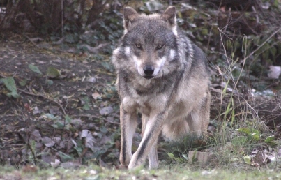 Murió lobo mexicano que contribuyó a conservación de su especie