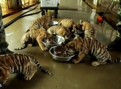Centro de cría de tigres siberianos en China da frutos, 80 cachorros