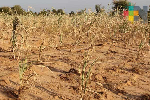Sequía afectó producción de semillas oleaginosas en más del 50 por ciento